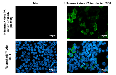 Anti-Influenza A virus PA protein antibody [HL4504] used in Immunocytochemistry/ Immunofluorescence (ICC/IF). GTX644074
